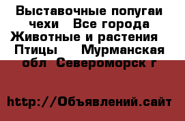 Выставочные попугаи чехи - Все города Животные и растения » Птицы   . Мурманская обл.,Североморск г.